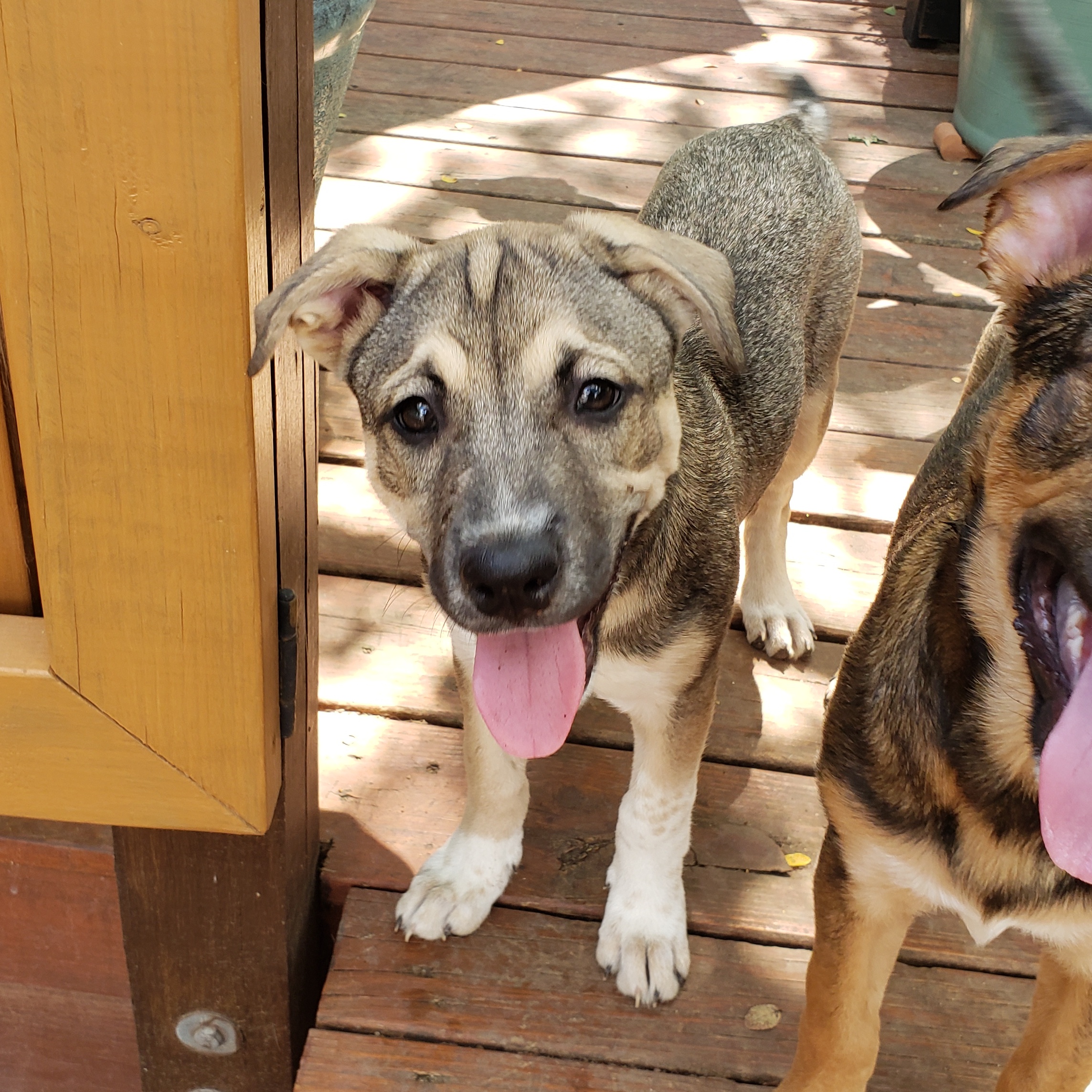 Dog for adoption Cinnamon, a German Shepherd Dog & Labrador Retriever