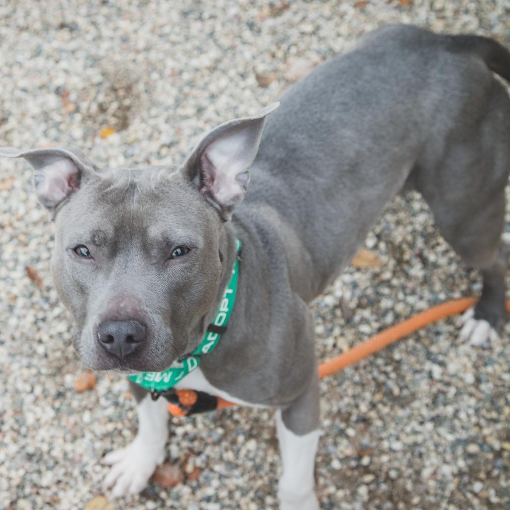 Enlarge Diamond Celeste, a Adoptable Mixed Breed in West Olive, MI image 1/6