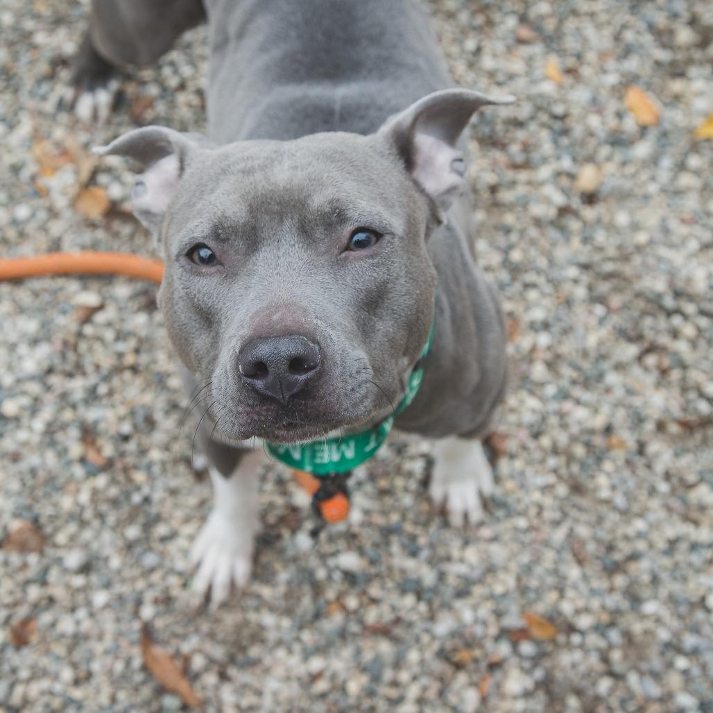 Enlarge Diamond Celeste, a Adoptable Mixed Breed in West Olive, MI image 2/6