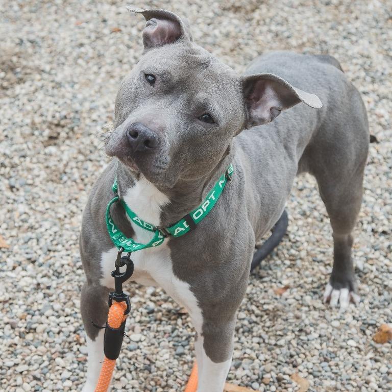 Enlarge Diamond Celeste, a Adoptable Mixed Breed in West Olive, MI image 3/6