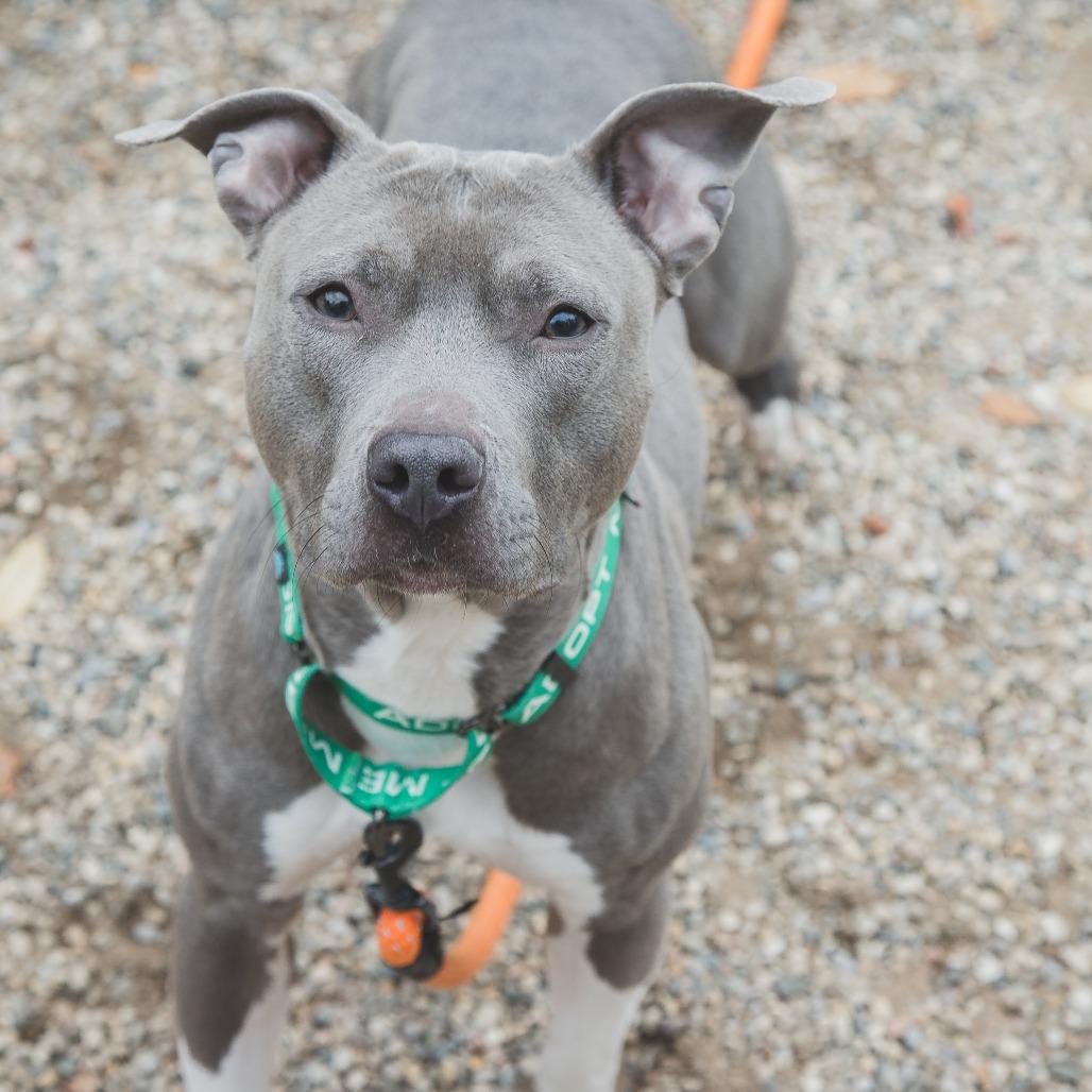 Enlarge Diamond Celeste, a Adoptable Mixed Breed in West Olive, MI image 4/6