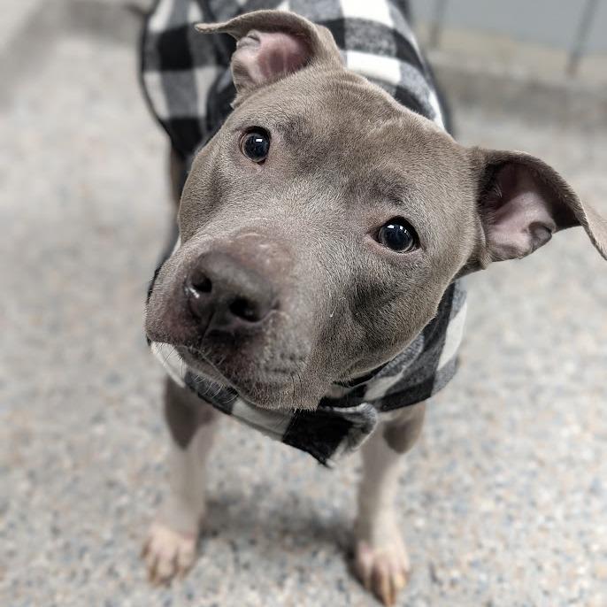 Enlarge Diamond Celeste, a Adoptable Mixed Breed in West Olive, MI image 5/6