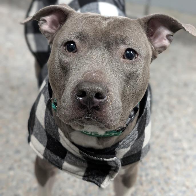 Enlarge Diamond Celeste, a Adoptable Mixed Breed in West Olive, MI image 6/6