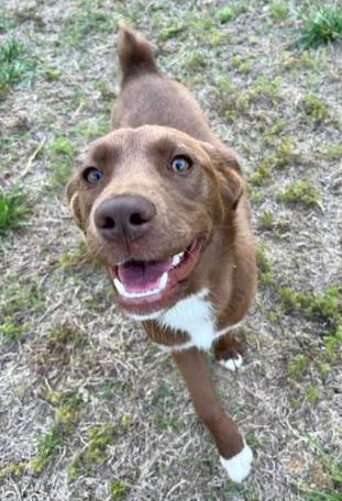 Pebbles, Adoptable, Puppy Female Labrador Retriever.
