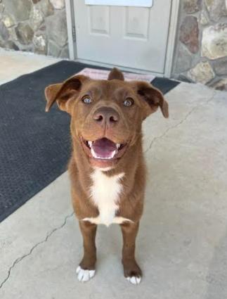 Pebbles, a Adoptable mixed breed in Mocksville, NC image 2/4