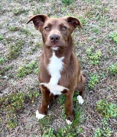 Pebbles, a Adoptable mixed breed in Mocksville, NC image 3/4