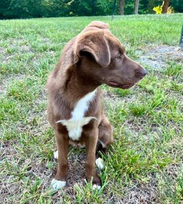Pebbles, a Adoptable mixed breed in Mocksville, NC image 4/4