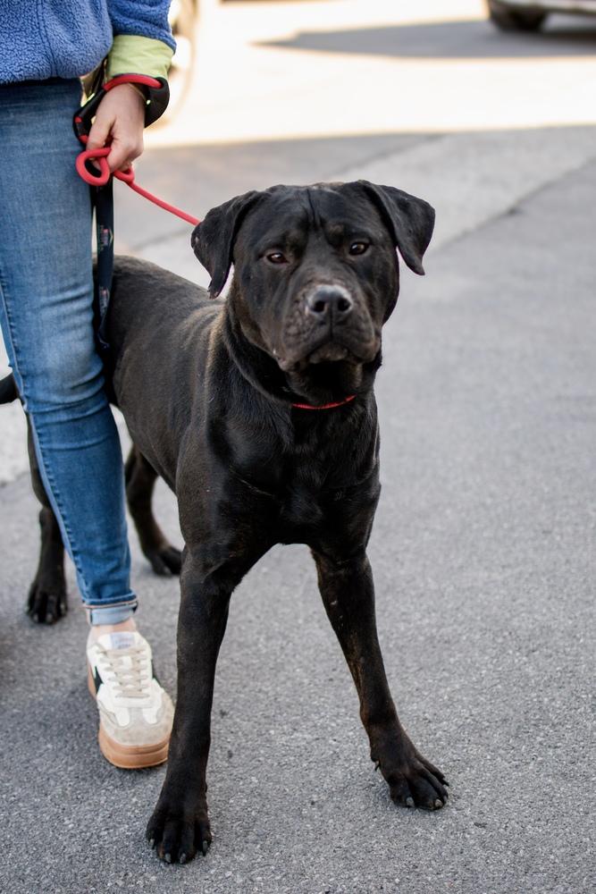 Enlarge Samuel, a Adoptable mixed breed in Frankfort, NY image 2/4