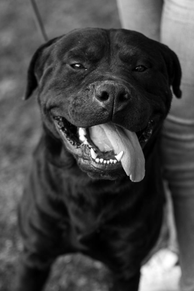 Enlarge Samuel, a Adoptable mixed breed in Frankfort, NY image 3/4