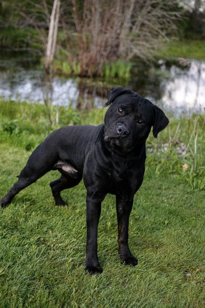 Enlarge Samuel, a Adoptable mixed breed in Frankfort, NY image 4/4