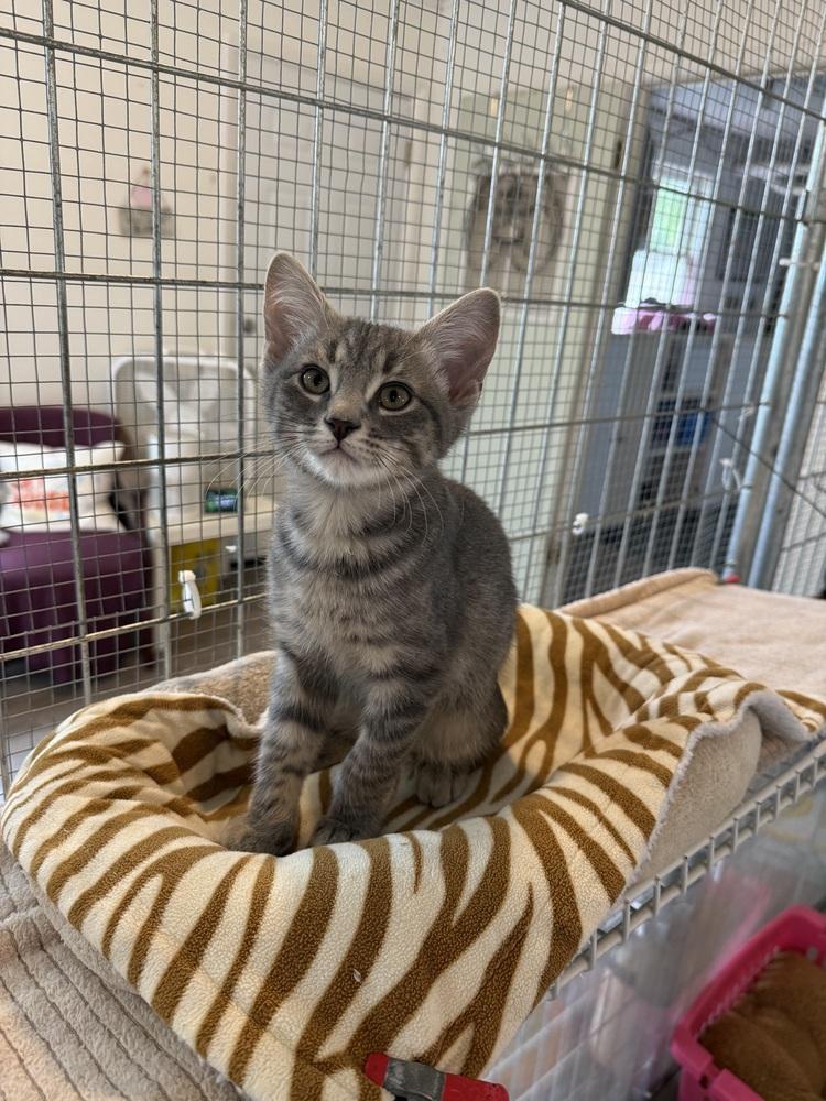 Danny, Adoptable, Young Male Domestic Short Hair.