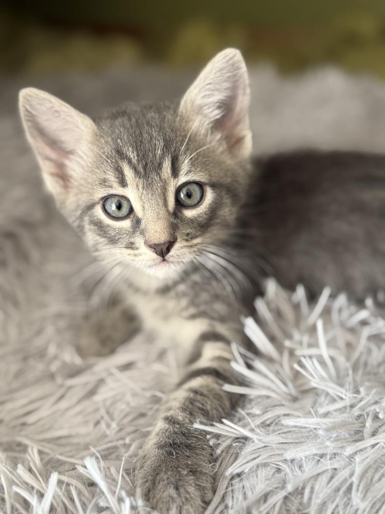 Enlarge Danny, a Adoptable Domestic Short Hair in McPherson, KS image 2/4