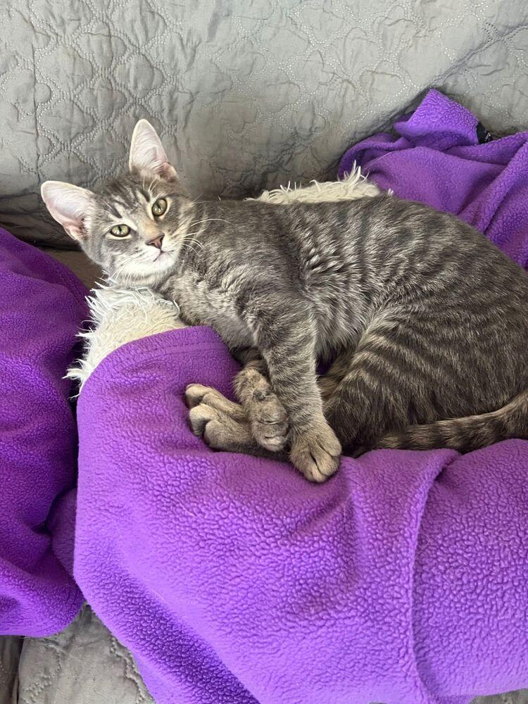 Enlarge Danny, a Adoptable Domestic Short Hair in McPherson, KS image 3/4