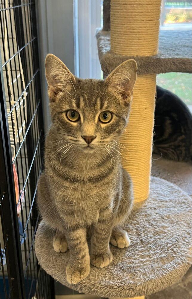 Enlarge Danny, a Adoptable Domestic Short Hair in McPherson, KS image 4/4