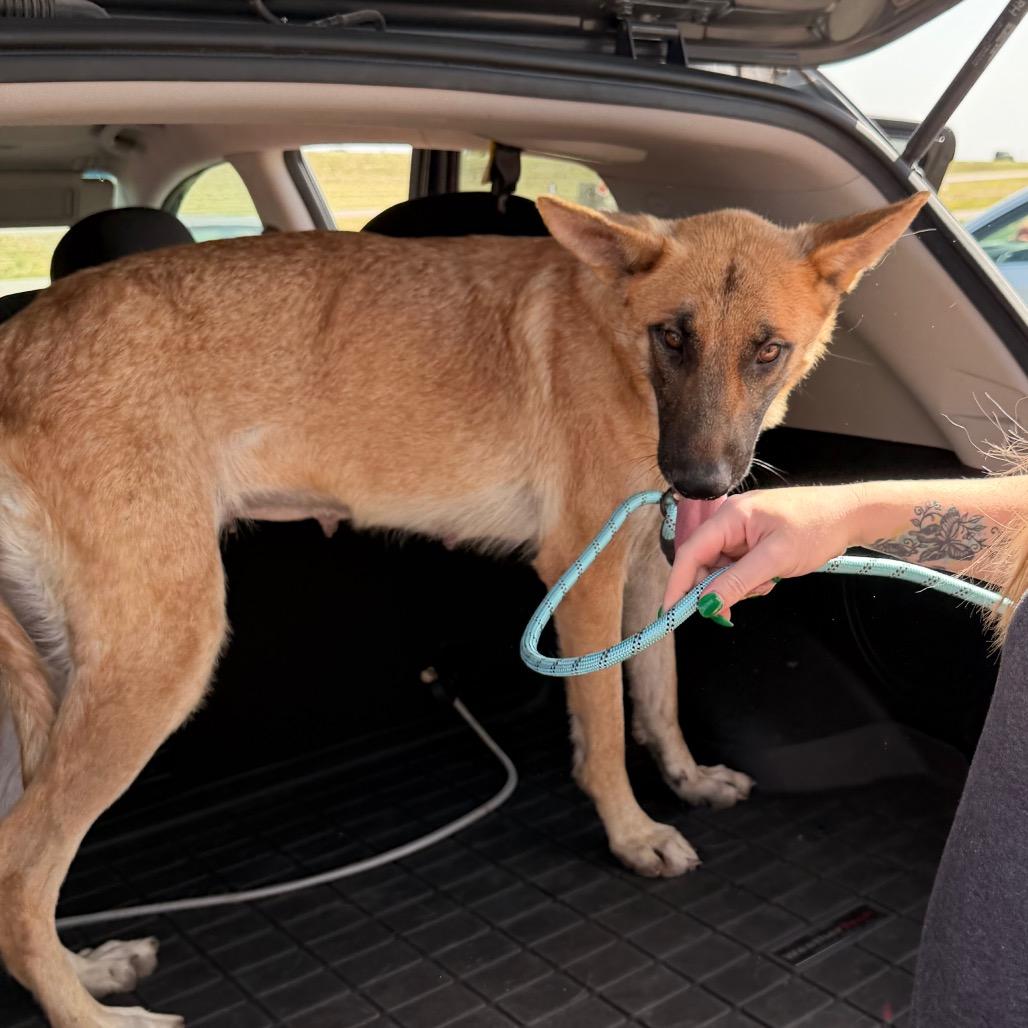 Haven, Adoptable, Adult Female Shepherd.