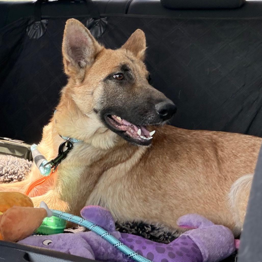 Haven, a Adoptable Shepherd in Tulsa, OK image 2/6