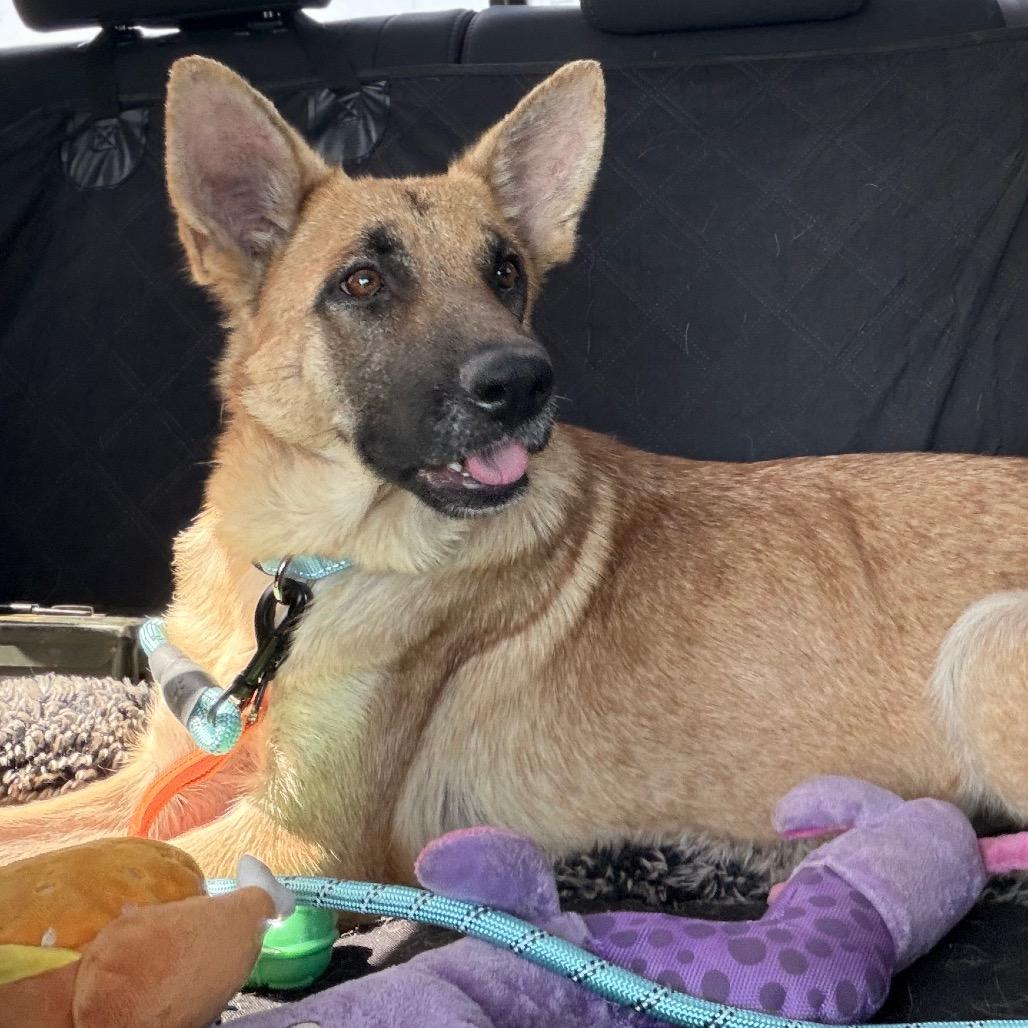 Haven, a Adoptable Shepherd in Tulsa, OK image 5/6