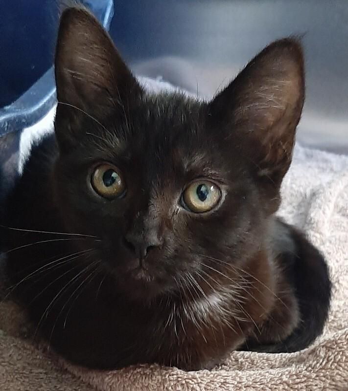 Surf, Adoptable, Kitten Female Domestic Short Hair.