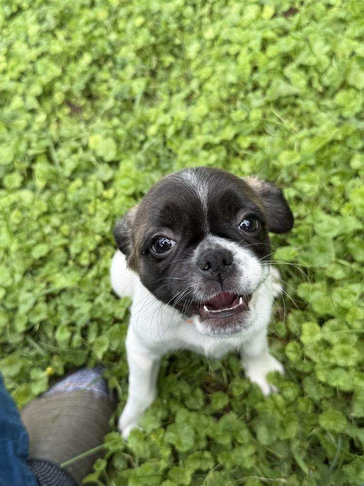 Rook, Adoptable, Puppy Female Pug & Beagle.
