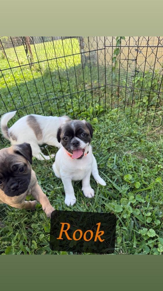Rook, Adoptable, Puppy Female Pug & Beagle.