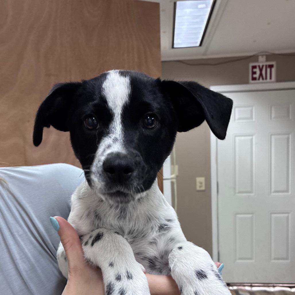 Spots, Adoptable, Puppy Male Terrier & Mixed Breed.