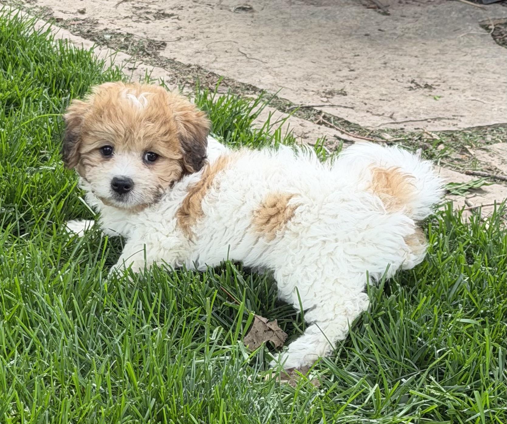 Enlarge Sadie, an adopted mixed breed in Overland Park, KS image 2/4