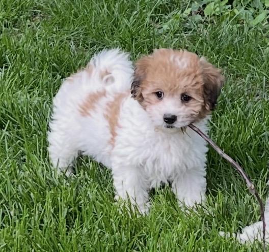 Enlarge Sadie, an adopted mixed breed in Overland Park, KS image 3/4