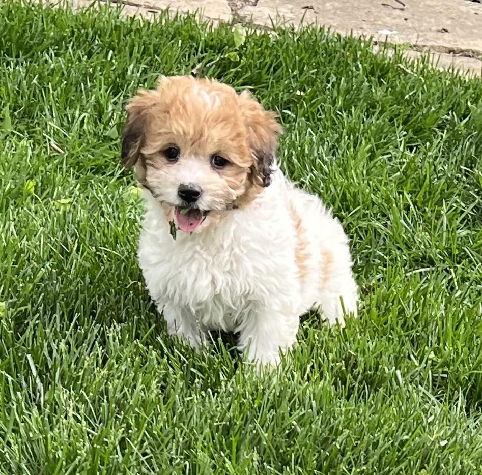 Sadie, adopted, Puppy Female Shih Tzu & Bichon Frise.