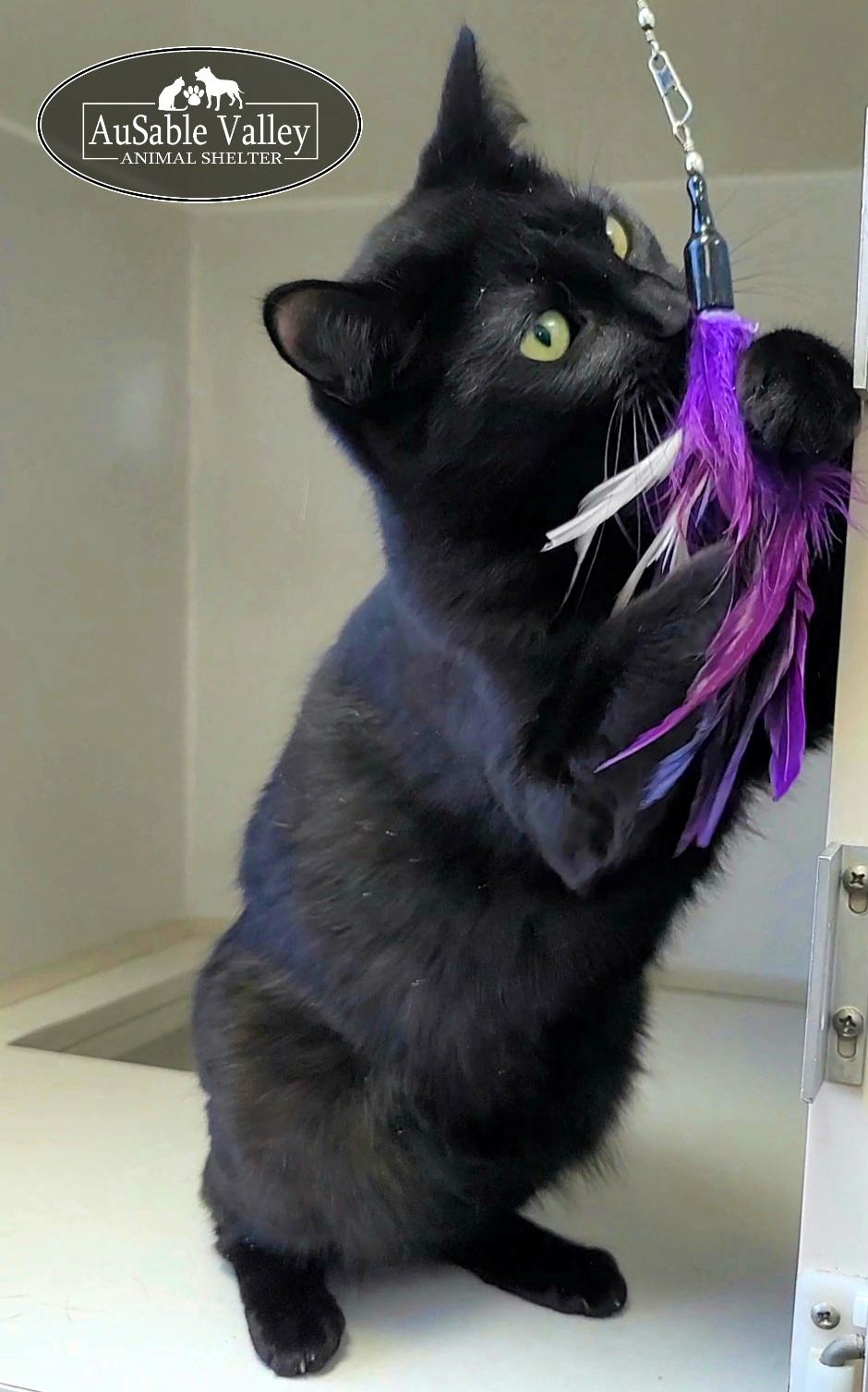 Ebony (Part of a bonded pair with Toodle-Lou), a ADOPTABLE Domestic Short Hair in Grayling, MI image 4/6