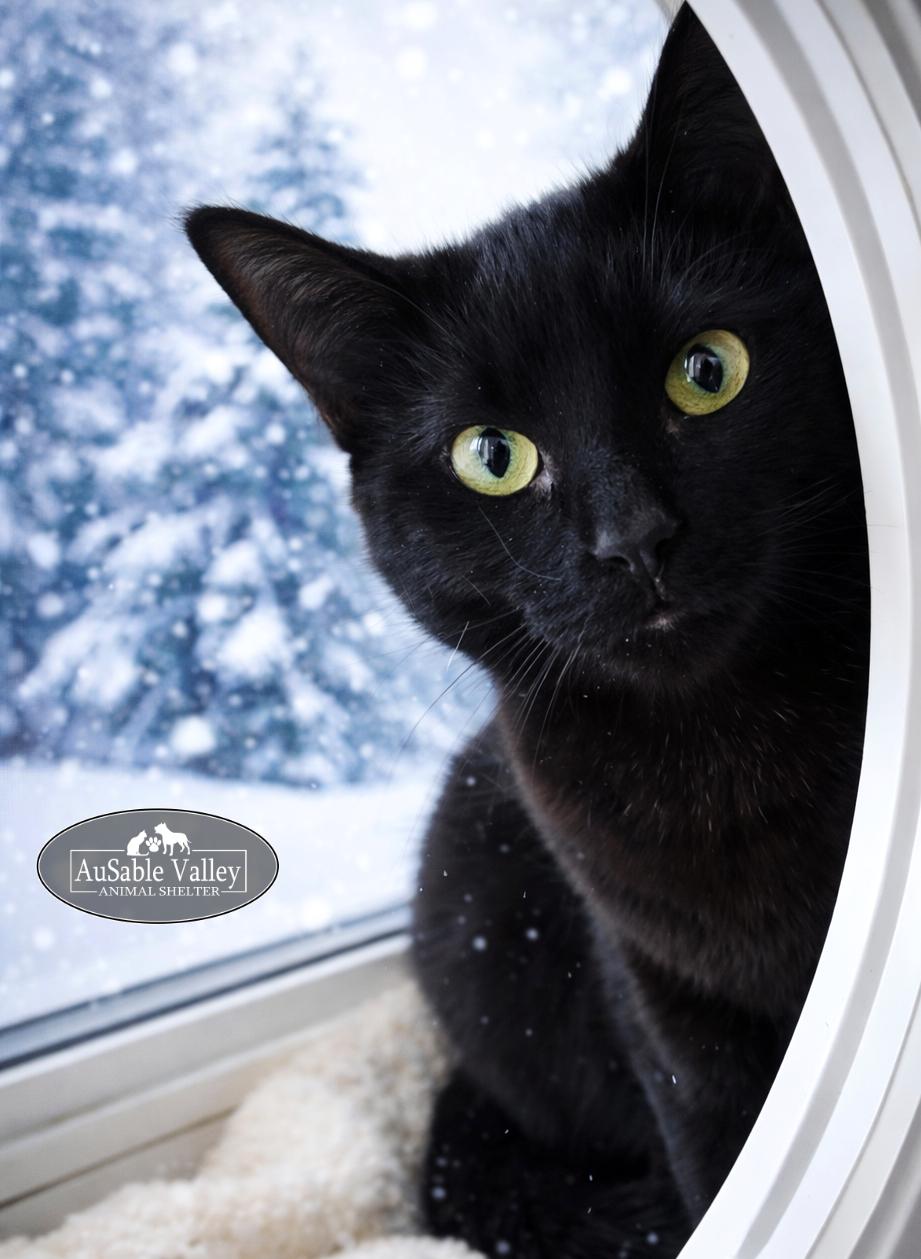 Ebony, a ADOPTABLE Domestic Short Hair in Grayling, MI image 2/3