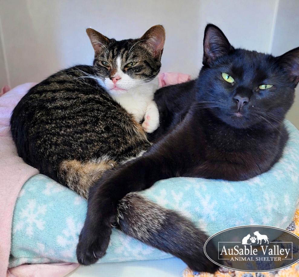 Ebony (Part of a bonded pair with Toodle-Lou), a ADOPTABLE Domestic Short Hair in Grayling, MI image 3/6