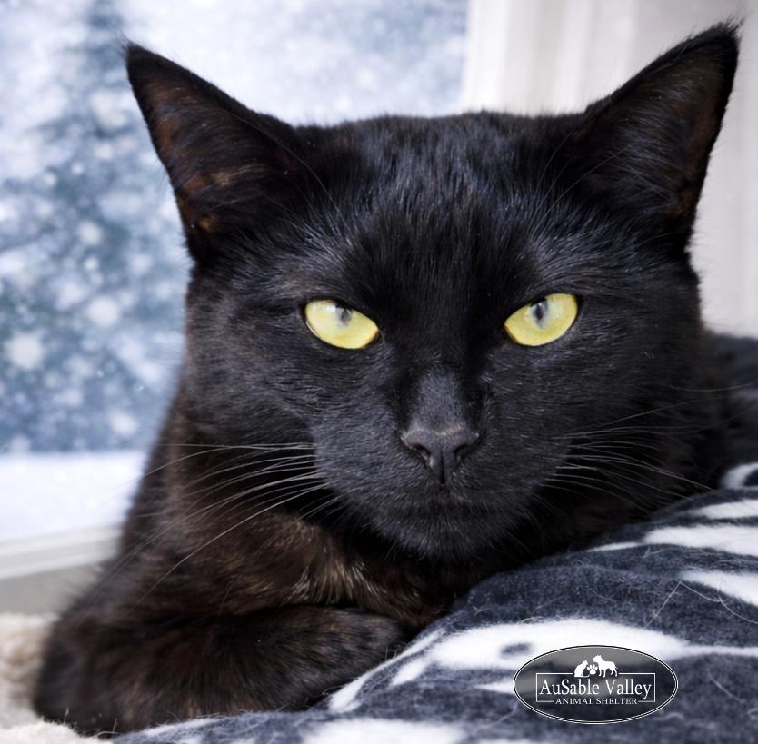 Ebony, a ADOPTABLE Domestic Short Hair in Grayling, MI image 1/3