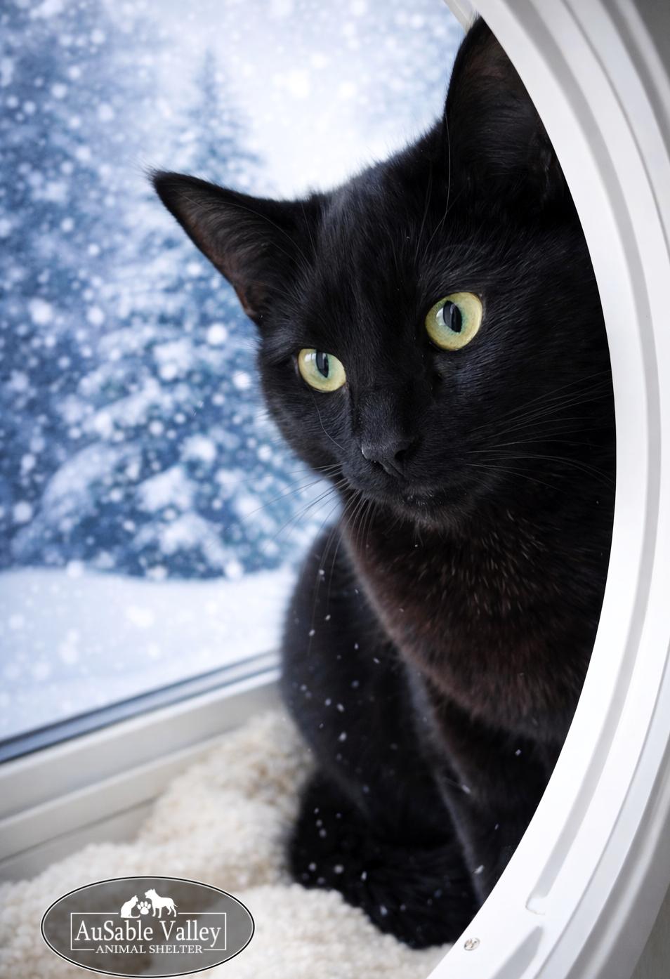 Ebony, a ADOPTABLE Domestic Short Hair in Grayling, MI image 3/3