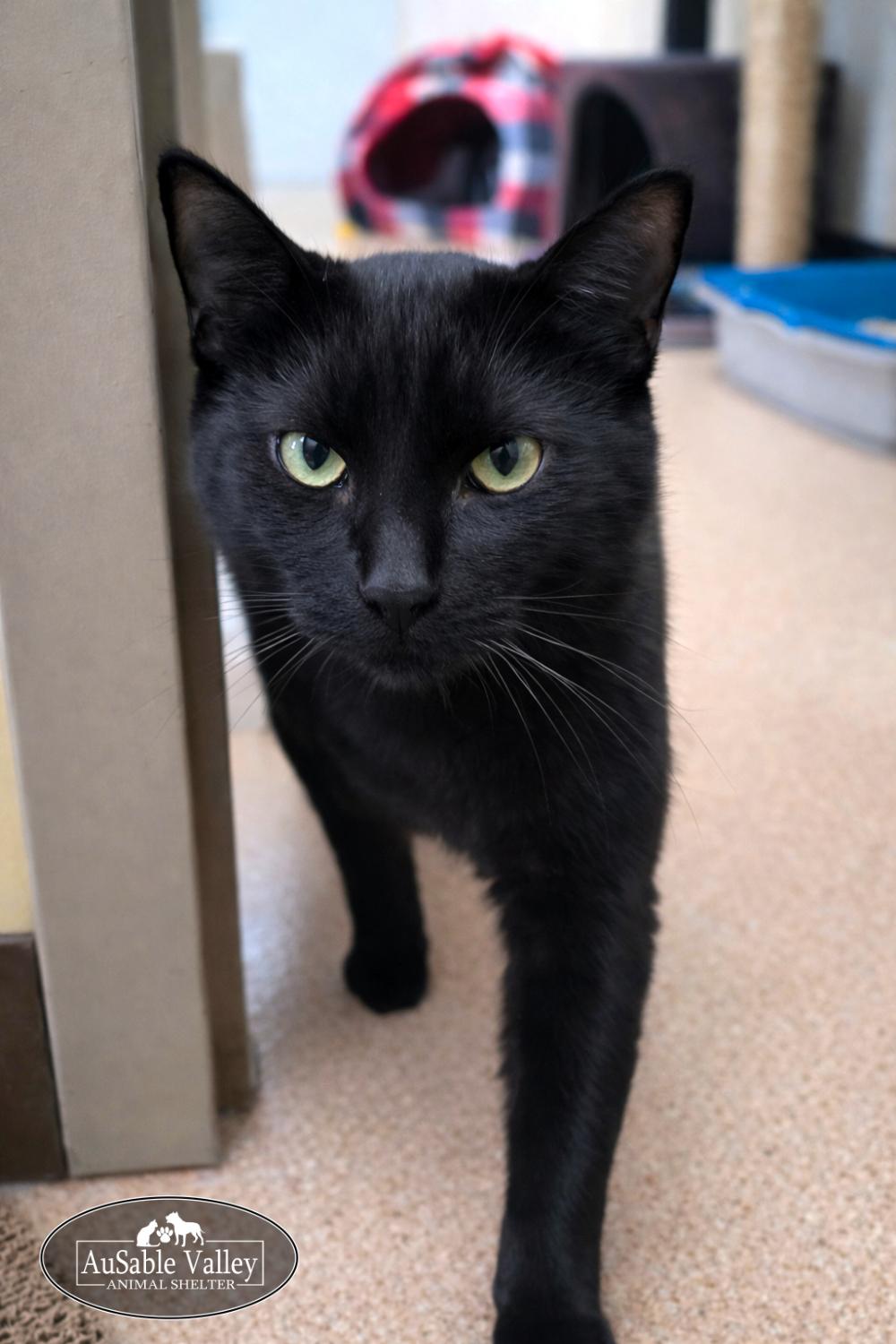 Ebony (Part of a bonded pair with Toodle-Lou), a ADOPTABLE Domestic Short Hair in Grayling, MI image 6/6