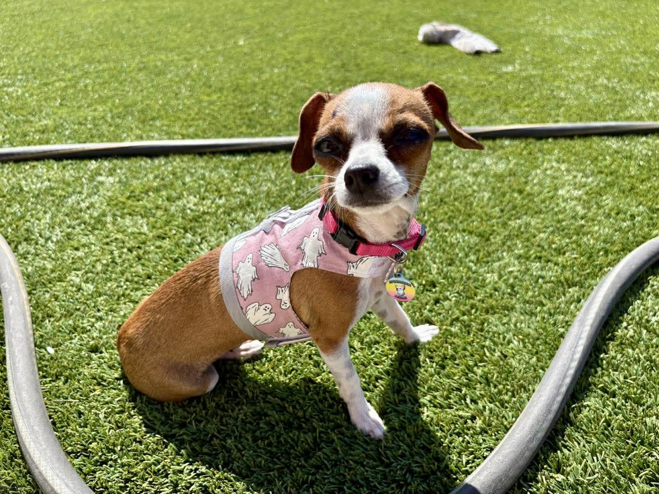 Enlarge Rahlyn, a Adopted Chihuahua in Austin, TX image 1/5