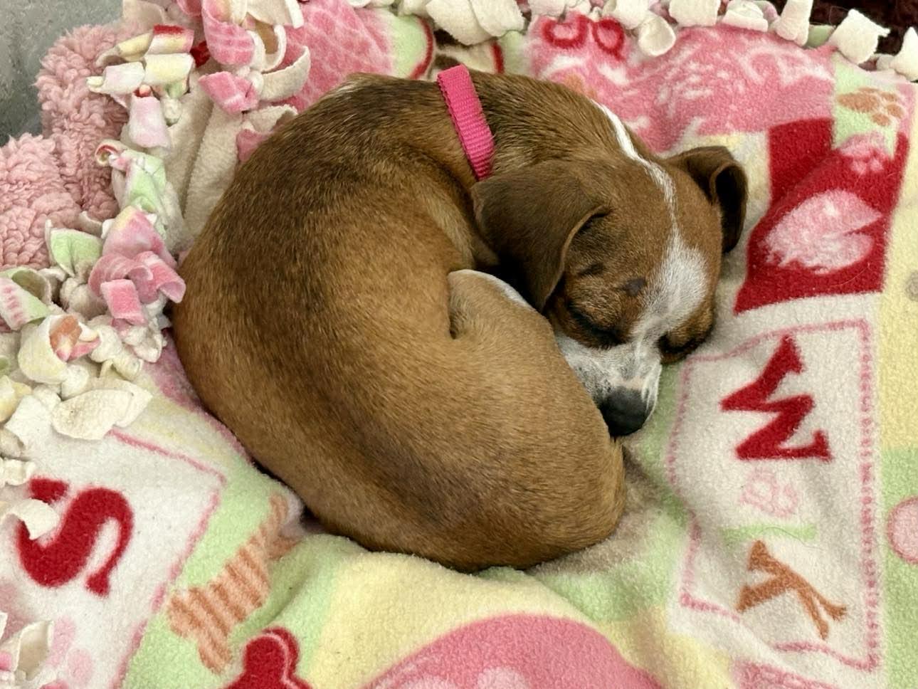 Enlarge Rahlyn, a Adopted Chihuahua in Austin, TX image 2/5