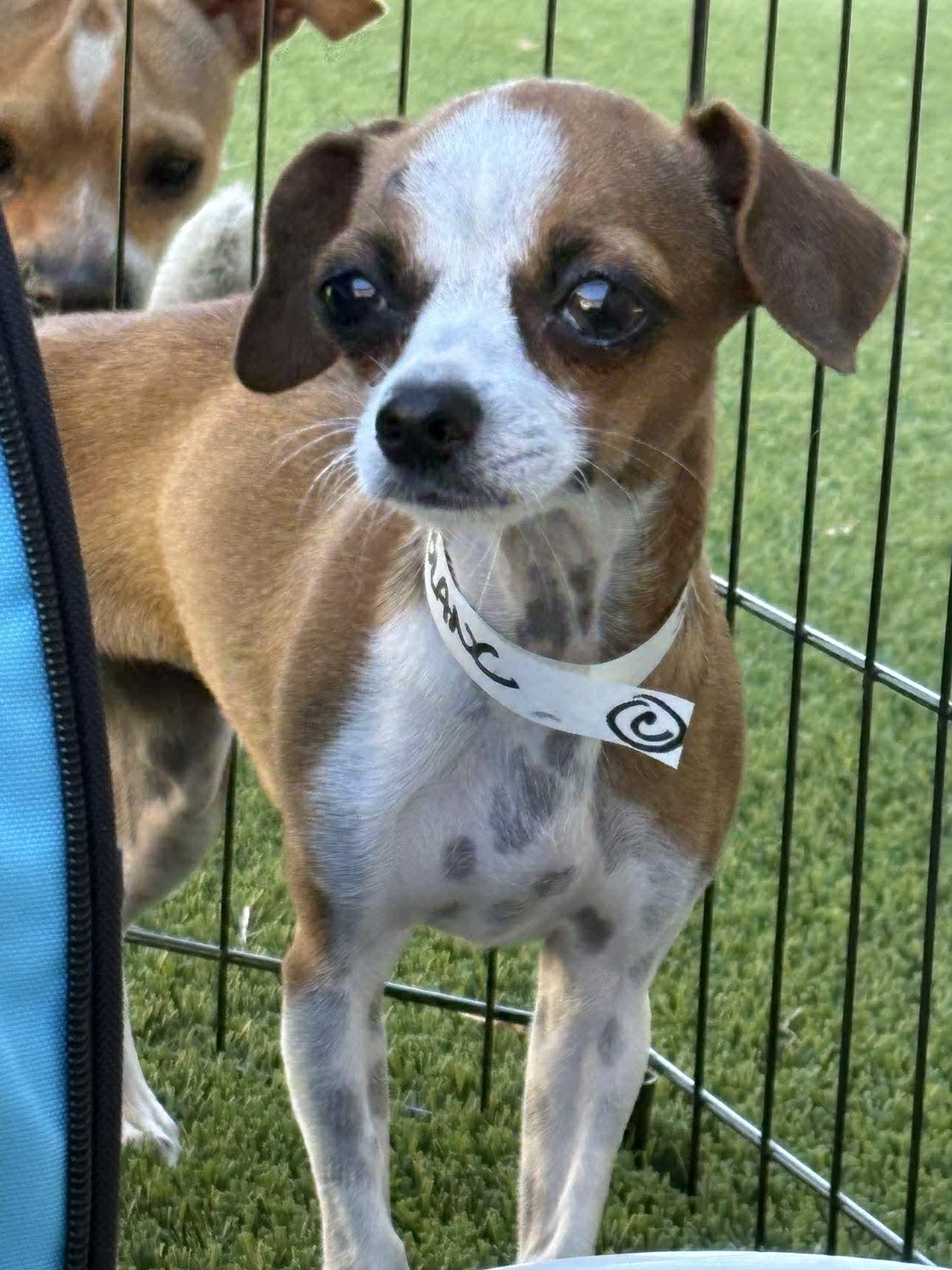 Enlarge Rahlyn, a Adopted Chihuahua in Austin, TX image 3/5