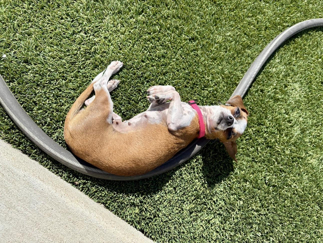 Enlarge Rahlyn, a Adopted Chihuahua in Austin, TX image 4/5