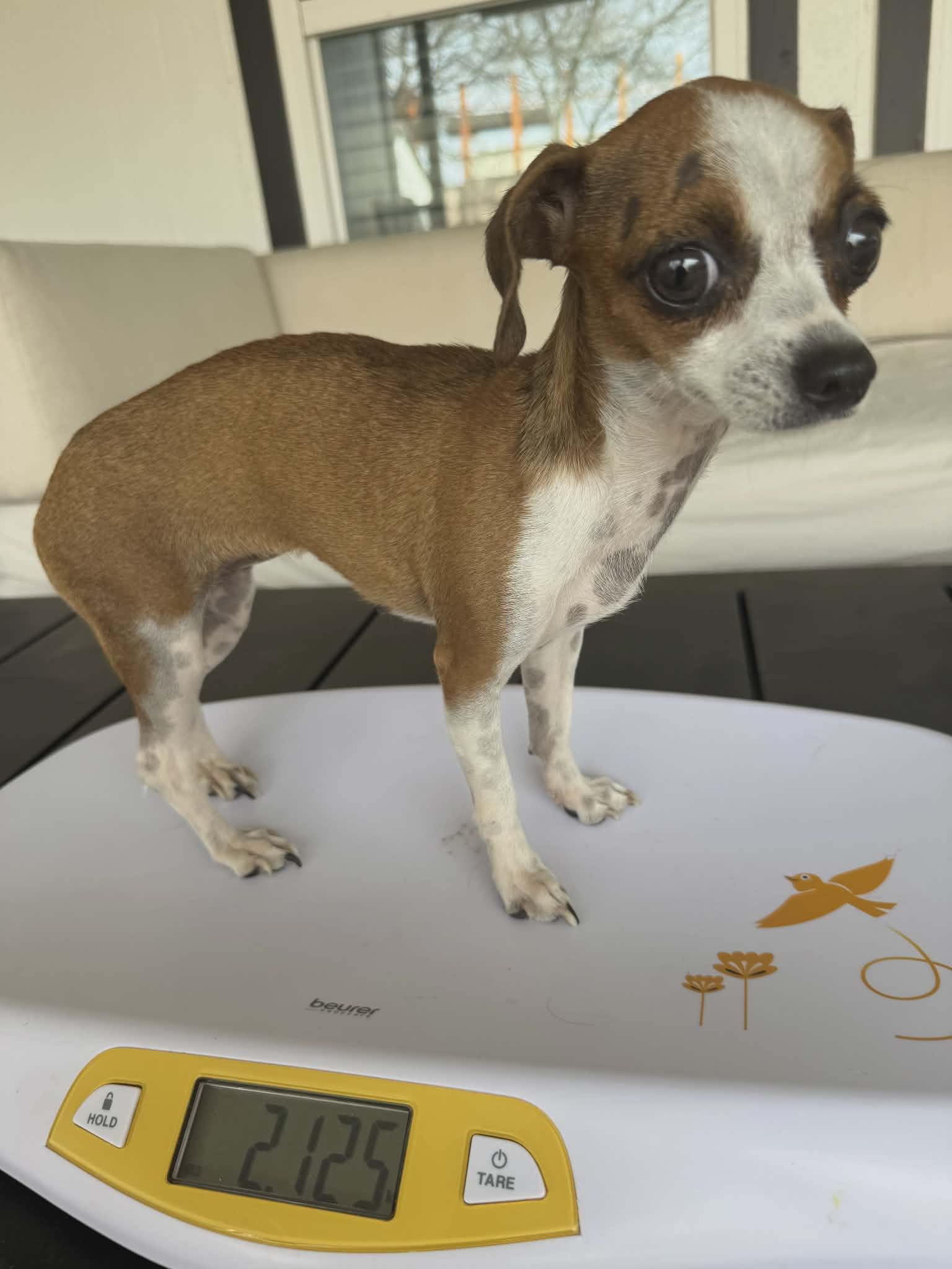 Enlarge Rahlyn, a Adopted Chihuahua in Austin, TX image 5/5