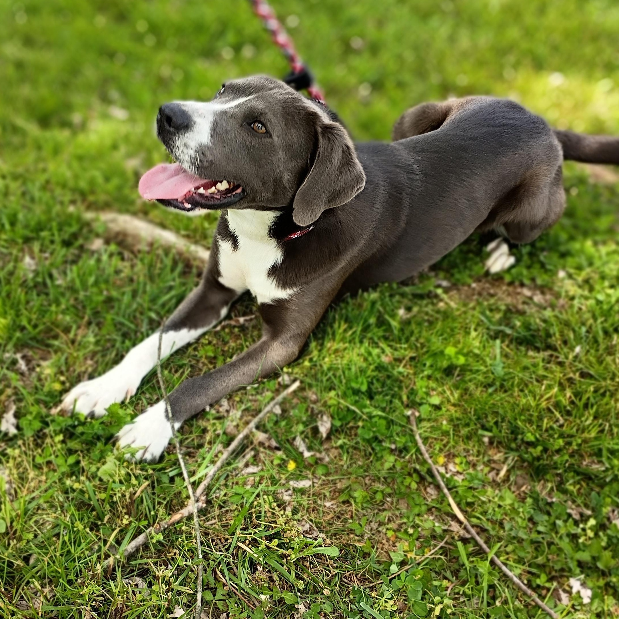 Enlarge Sparky, a ADOPTABLE mixed breed in Maynardville, TN image 1/2