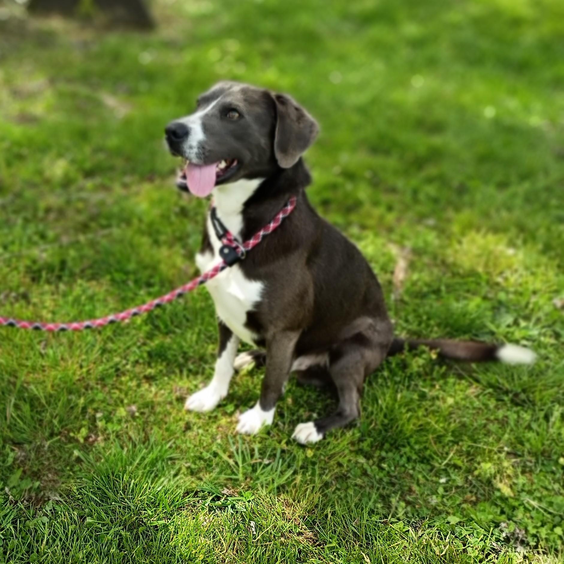 Enlarge Sparky, a ADOPTABLE mixed breed in Maynardville, TN image 2/2