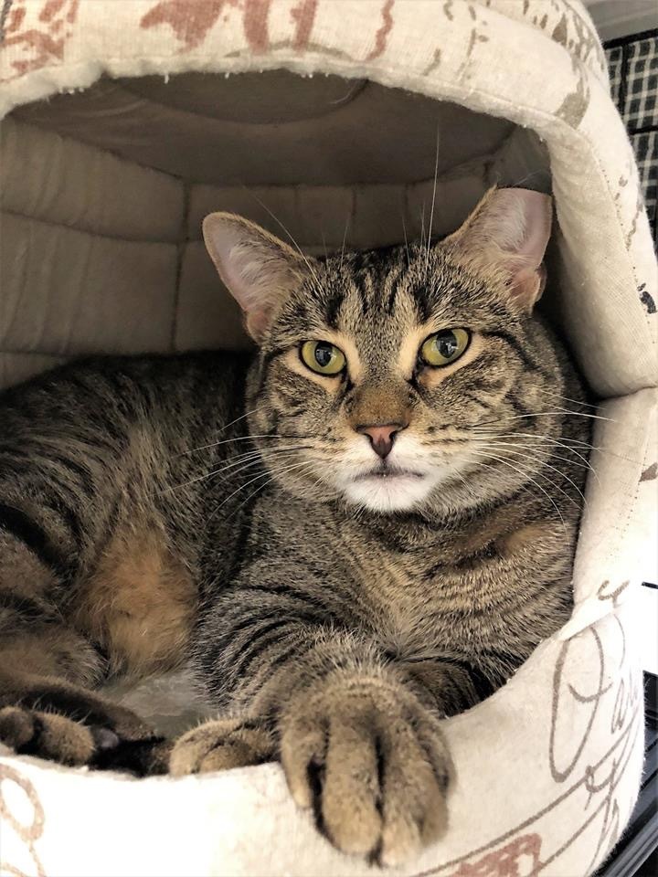 Nora, Adoptable, Adult Female Domestic Short Hair.