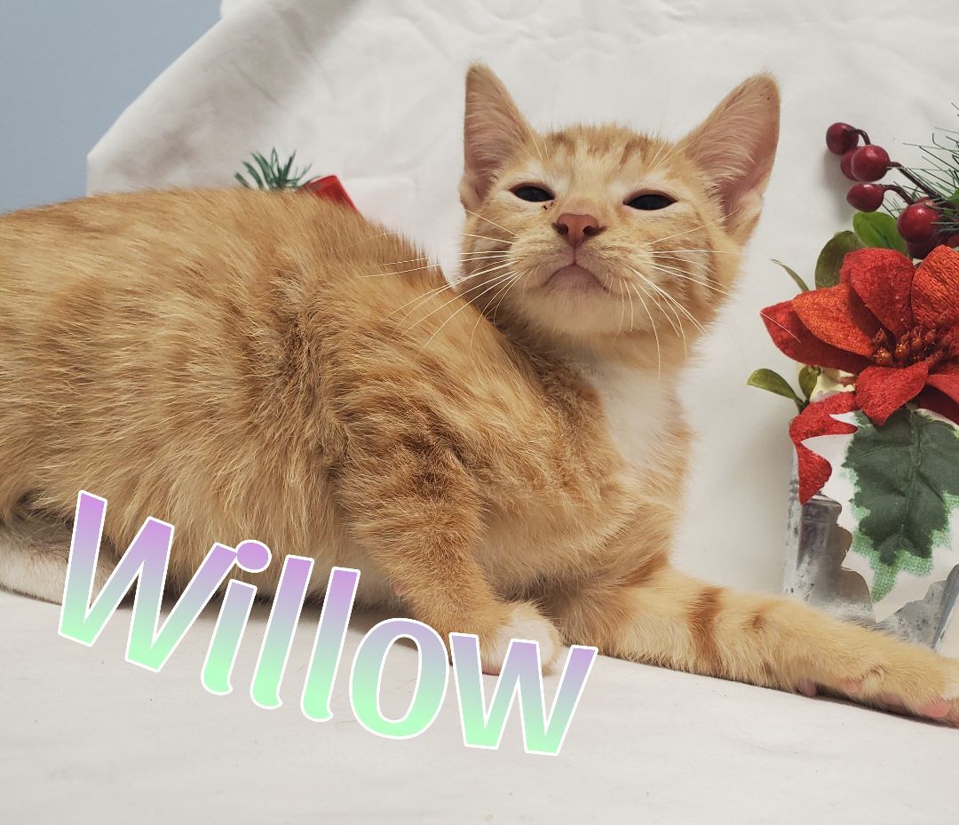 Willow, Adopted, Kitten Female Tabby.