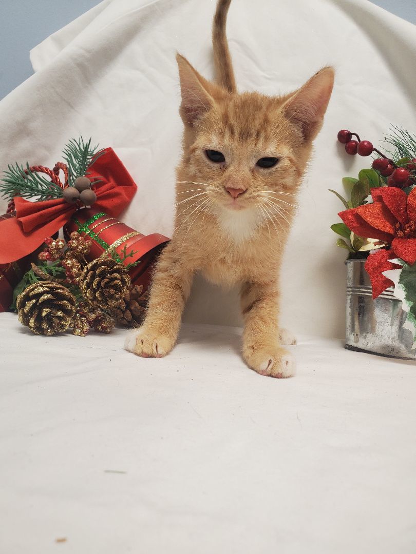 Willow, a Adopted Tabby in farmington , CT image 2/2