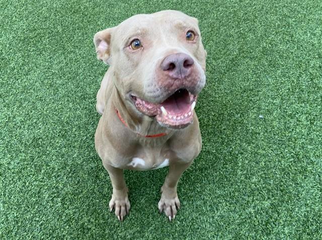 AMERICA, Adoptable, Adult Female American Staffordshire Terrier & Mixed Breed.