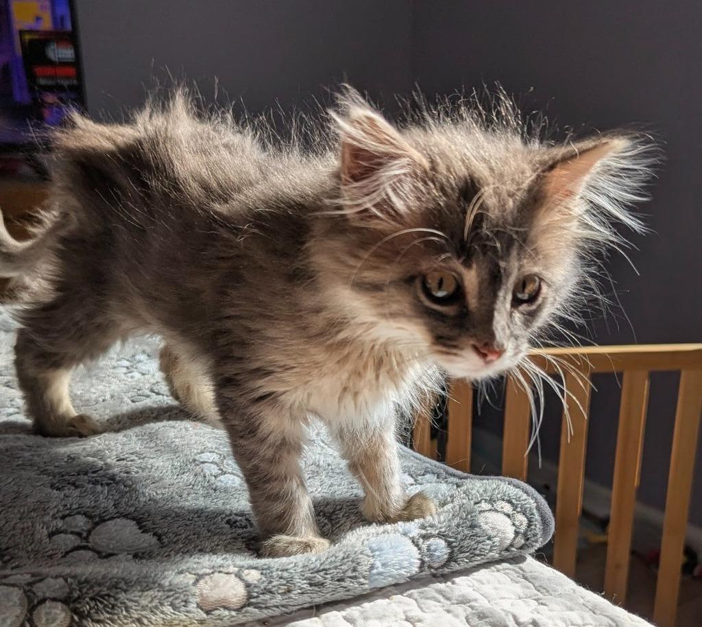 Enlarge Double Bubble, a Adopted mixed breed in Olathe, KS image 1/5