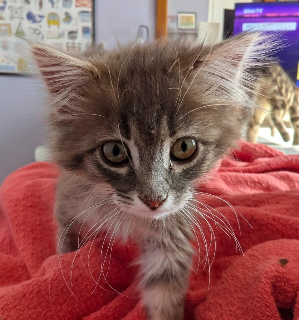 Enlarge Double Bubble, a Adopted mixed breed in Olathe, KS image 3/5