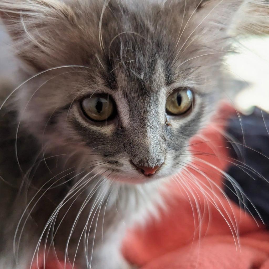 Enlarge Double Bubble, a Adopted mixed breed in Olathe, KS image 4/5