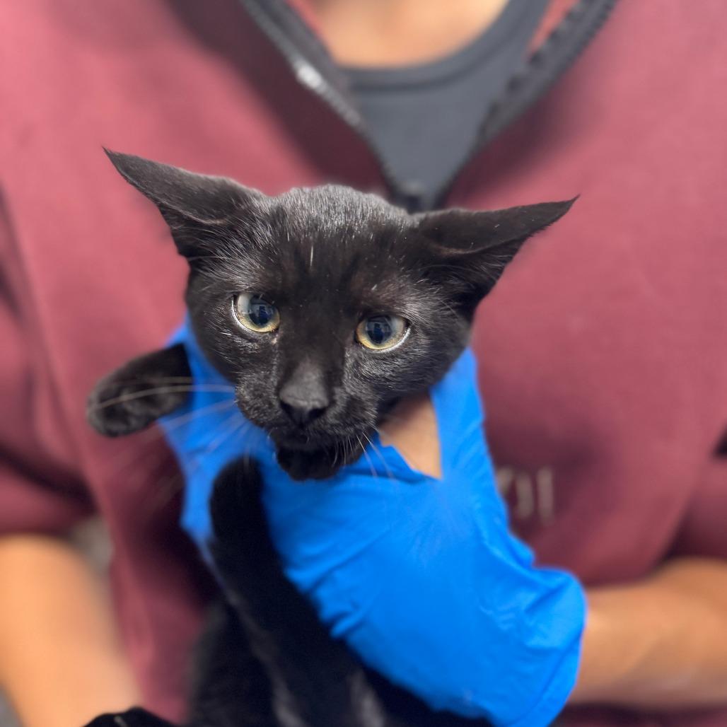 Ivy ARC2025-317, Adoptable, Young Female Domestic Short Hair.