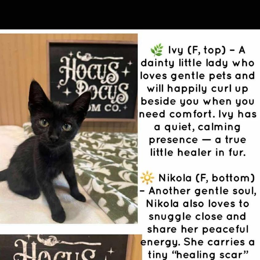 Ivy ARC2025-317, a Adoptable Domestic Short Hair in Akron, NY image 3/4